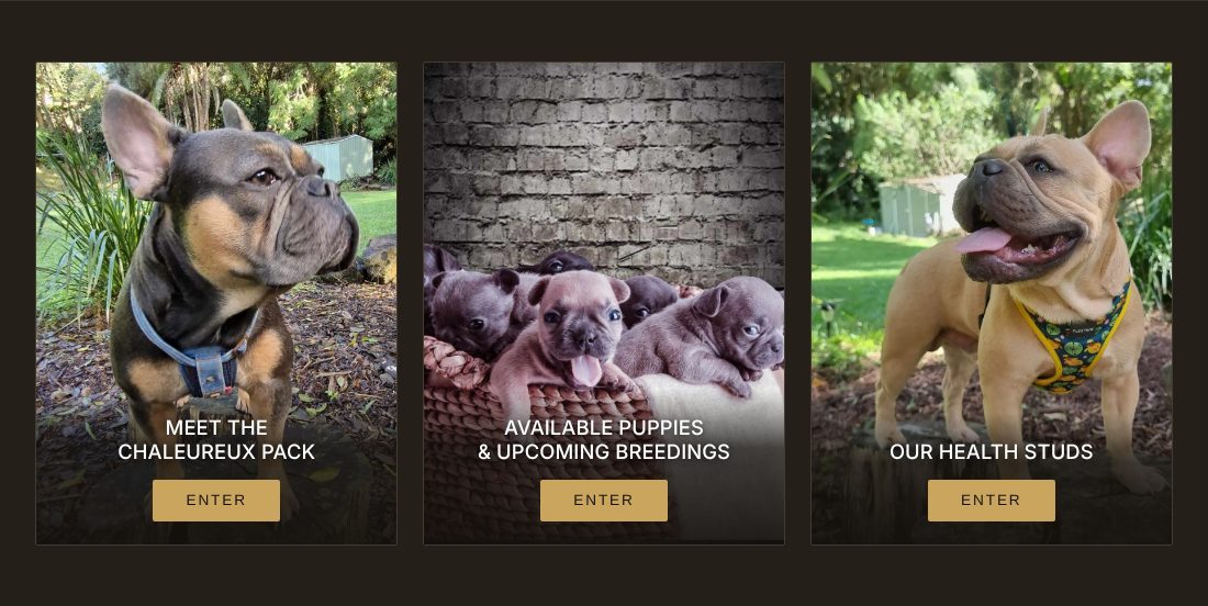 The Chaleureux French Bulldogs website, showing its photo tiles for the pack, puppies and studs